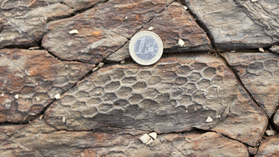the honeycomb print of paleodictyon next to a coin for size comparison