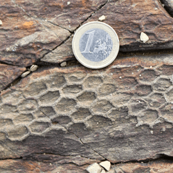the honeycomb print of paleodictyon next to a coin for size comparison