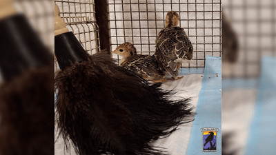 Two small turkey chicks and a feather duster in a cage