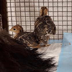 Two small turkey chicks and a feather duster in a cage