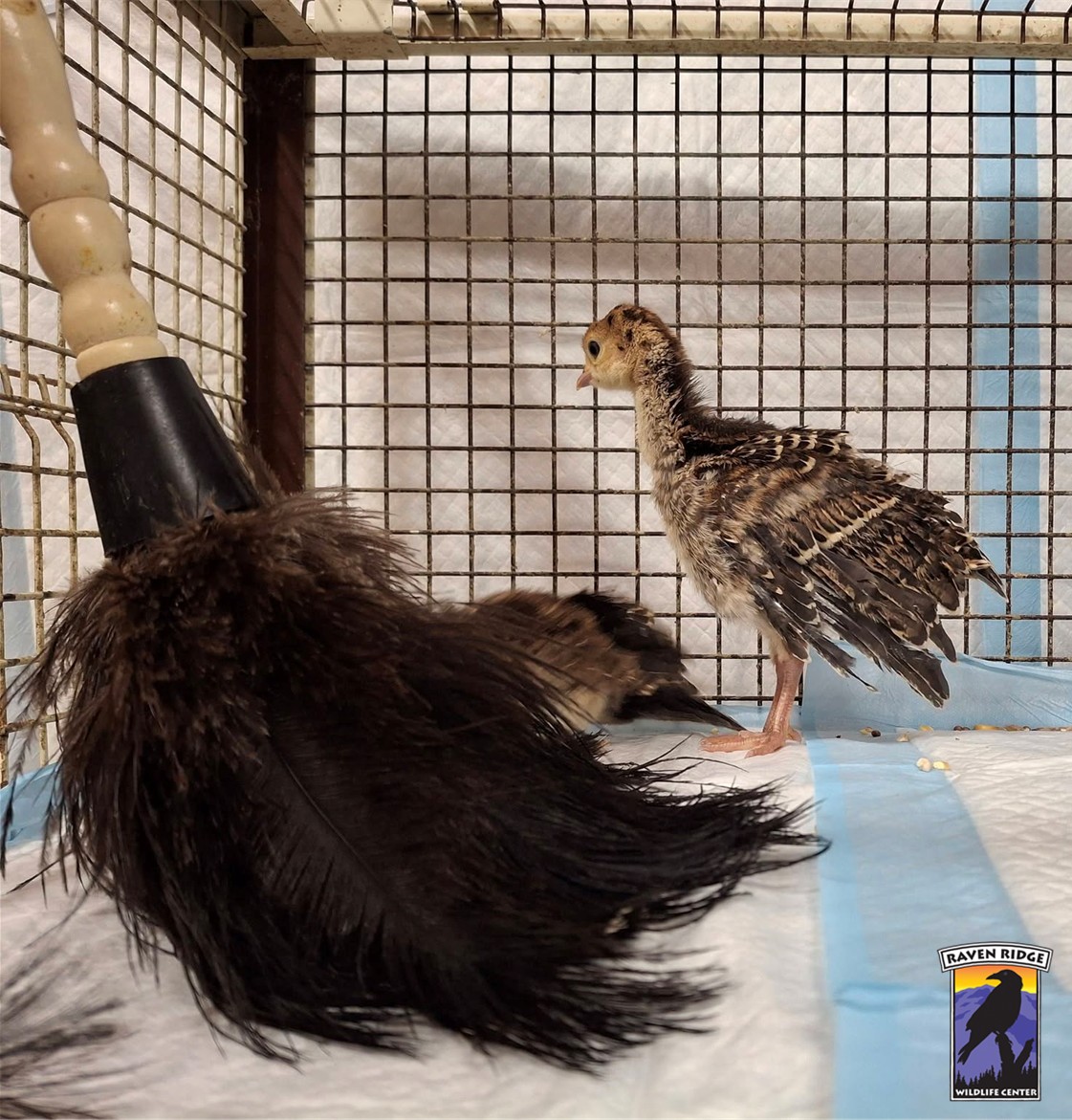 One turkey chick is seen behind the duster while the body of the other chick is obscured.