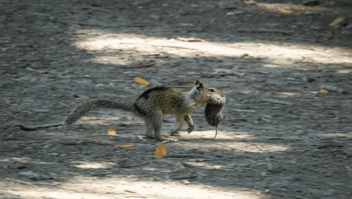 In 2024, A Routine Observational Study Captured Something Nobody Had Ever Seen Before – California's Squirrels Hunting And Eating Other Mammals
