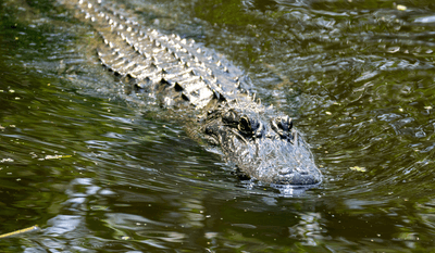 Close-up of a Mississippi alligator, also called American alligator, swimming through the Louisianas swamp waters with its head out of the water.