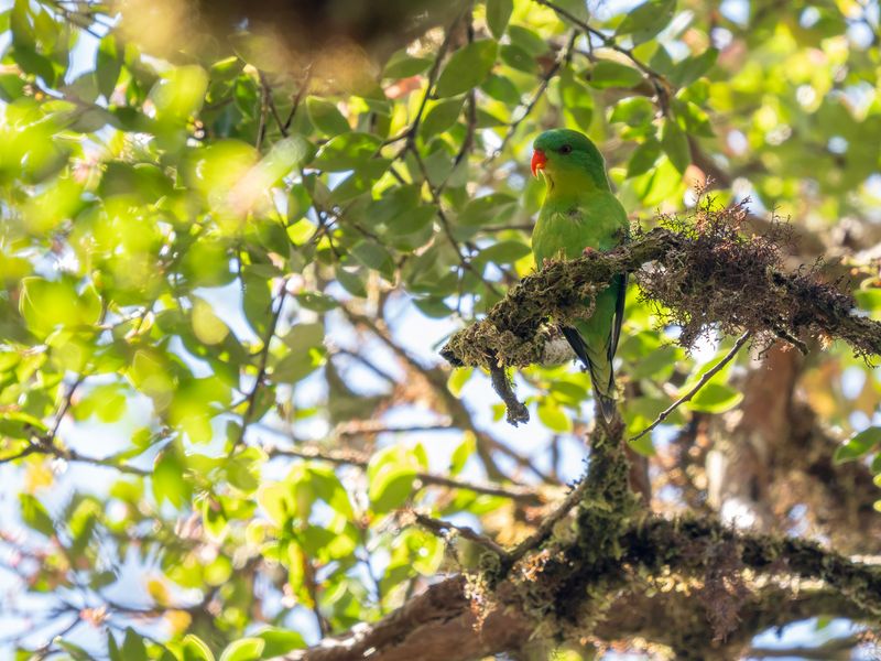 A very pretty green bird with a bright orange beak sits on a tree branch with green leaves behind.