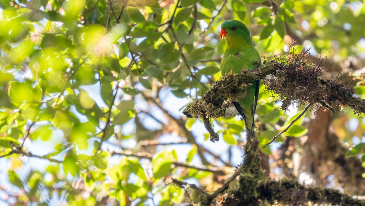 Bird Only Recorded Once In 100 Years Unexpectedly Spotted – And We Just Got The First Ever Audio Of Its Call