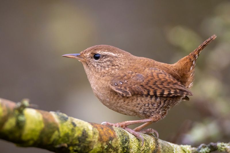 Eurasian wren (Troglodytes troglodytes) can weigh less than a coin.