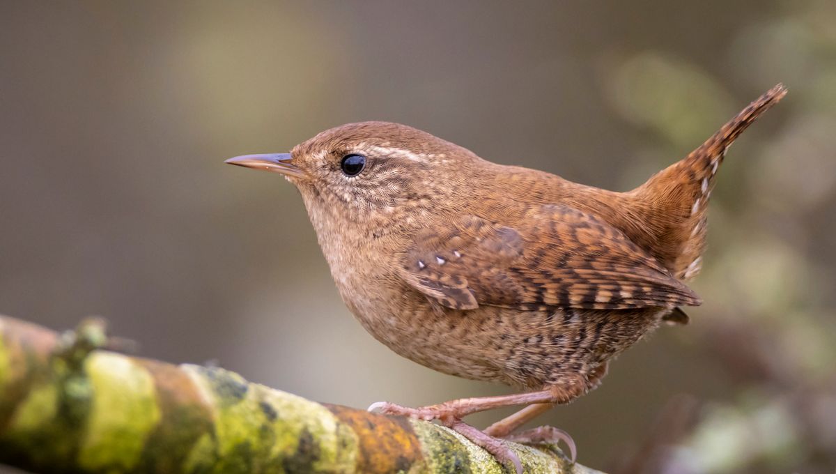 Tiny Birds That Evolved Into 