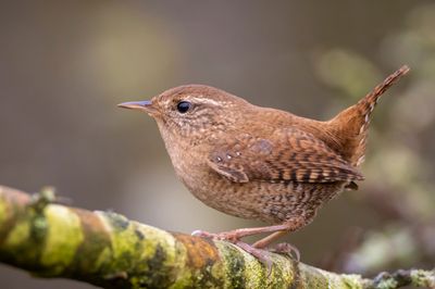 Eurasian wren (Troglodytes troglodytes) can weigh less than a coin.