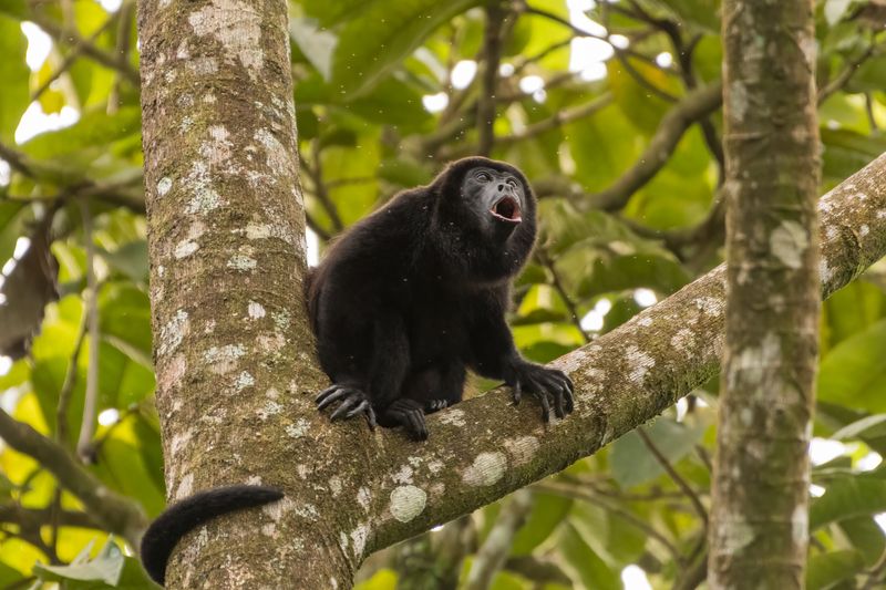 A photo showing a howler monkey perched on a Y-shaped branch. They monkey has dark brown, almost black, fur and its tail is looking around the thickest part of the tree. It has its mouth open as it calls.