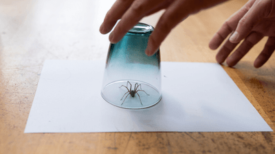 spider on a piece of paper is trapped under a glass