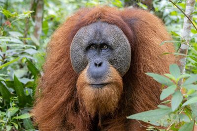 A close up photo of a Tapanuli orangutan's face. The ape had the characteristic wide-plate shaped face and orange-ginger fur. 