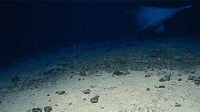 a goblin shark with a long pointy nose emerges from the black of the deep sea