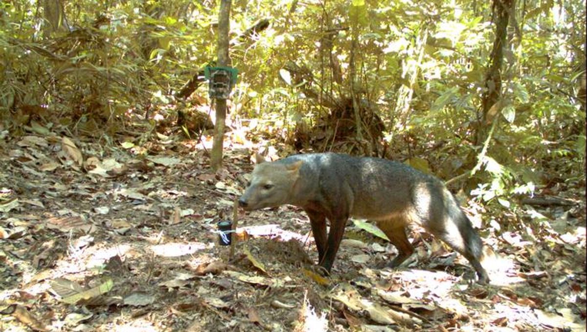 Ghost Dogs Of The Amazon: Hidden Cameras Reveal The Secret Lives Of An Extremely Elusive Jungle Predator