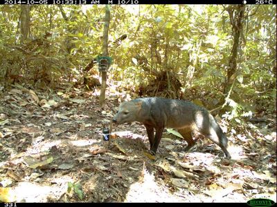 Photo of the short-eared dog caught on a camera trap from Bolivia.