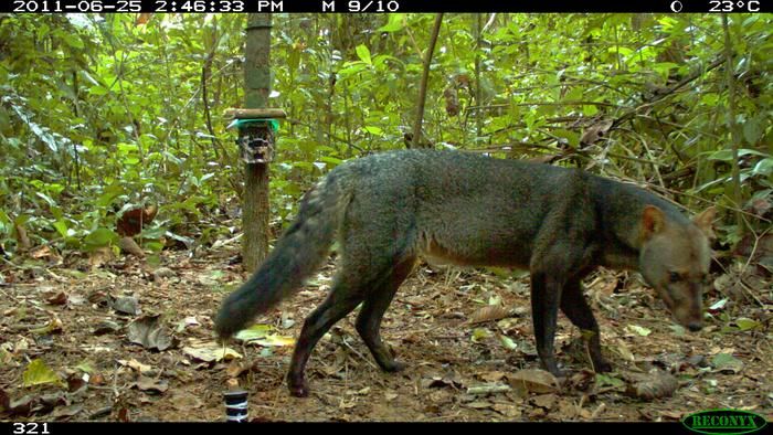 Photo of the short-eared dog caught on a camera trap from Bolivia. Photo of the short-eared dog caught on a camera trap from Bolivia.