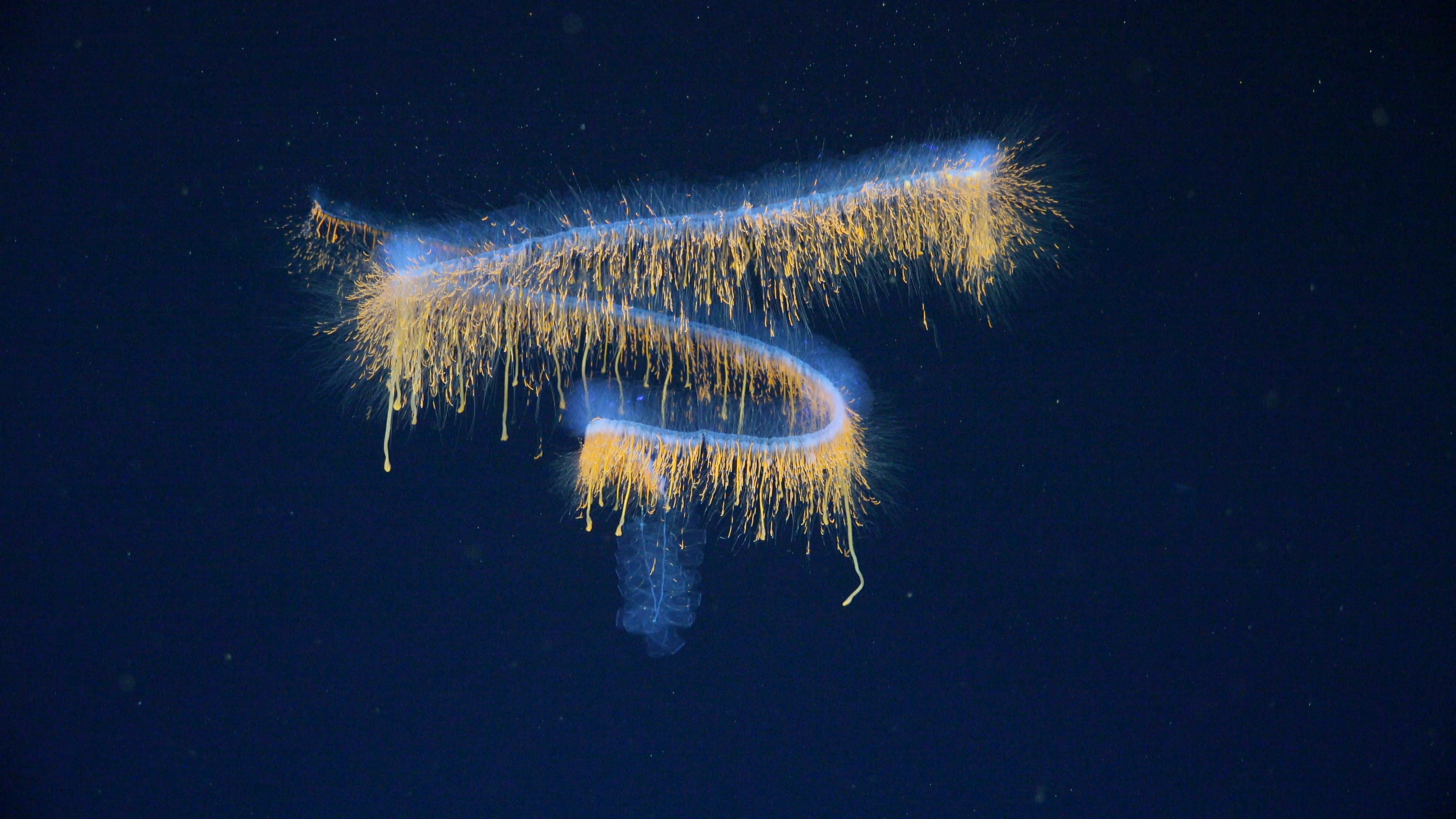 Siphonophore at 552 meters depth. Siphonophore at 552 meters depth.