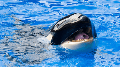 Killer whale in water.