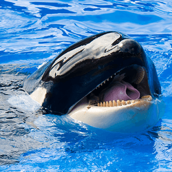 Killer whale in water.