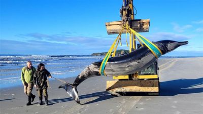 A spade-toothed whale washed up on a beach in New Zealand back in 2024.