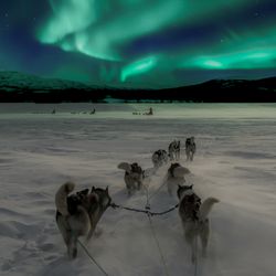 Dogs pulling sledge beneath the Northern Lights