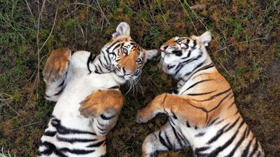 "Asa" and "Bune" - two cubs belonging to a tigress named locally as "Goma"
