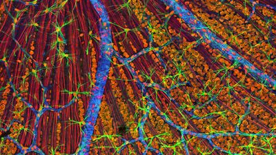 A high resolution scan of a mouse retina, imaged with bright colors to show the different cell types.
