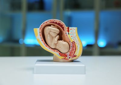 Fetus in the womb
