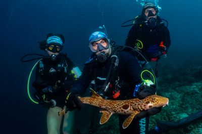 Jess Blakeway (left to right), Mark Erdmann, Christine Dudgeon with the new shark.