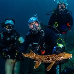 Jess Blakeway (left to right), Mark Erdmann, Christine Dudgeon with the new shark.