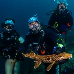 Jess Blakeway (left to right), Mark Erdmann, Christine Dudgeon with the new shark.