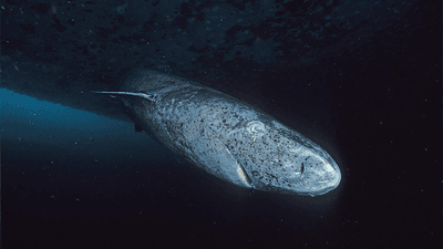 A Greenland shark seen at the Admiralty Inlet, Nunavut.
