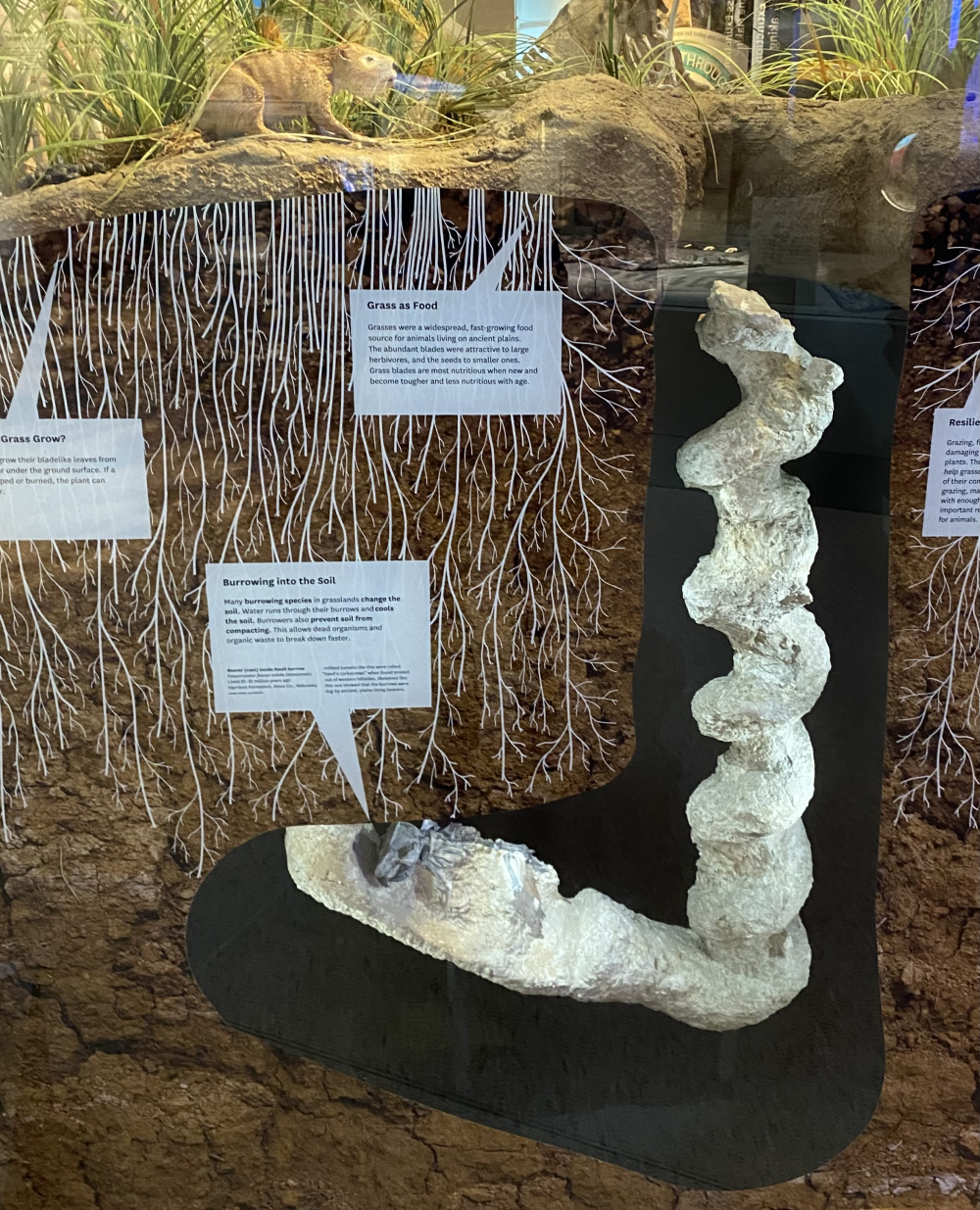 a museum display shows palaeocastor beavers on the surface, their spiral burrows go into the ground and other beavers sit in the chamber at the bottom