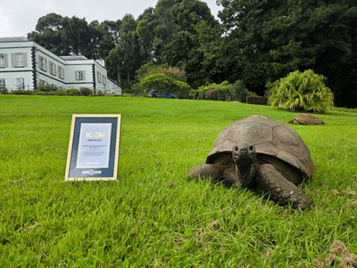 Jonathan the tortoise looking very proud next to his "Guinness World Records Icon" certificate.