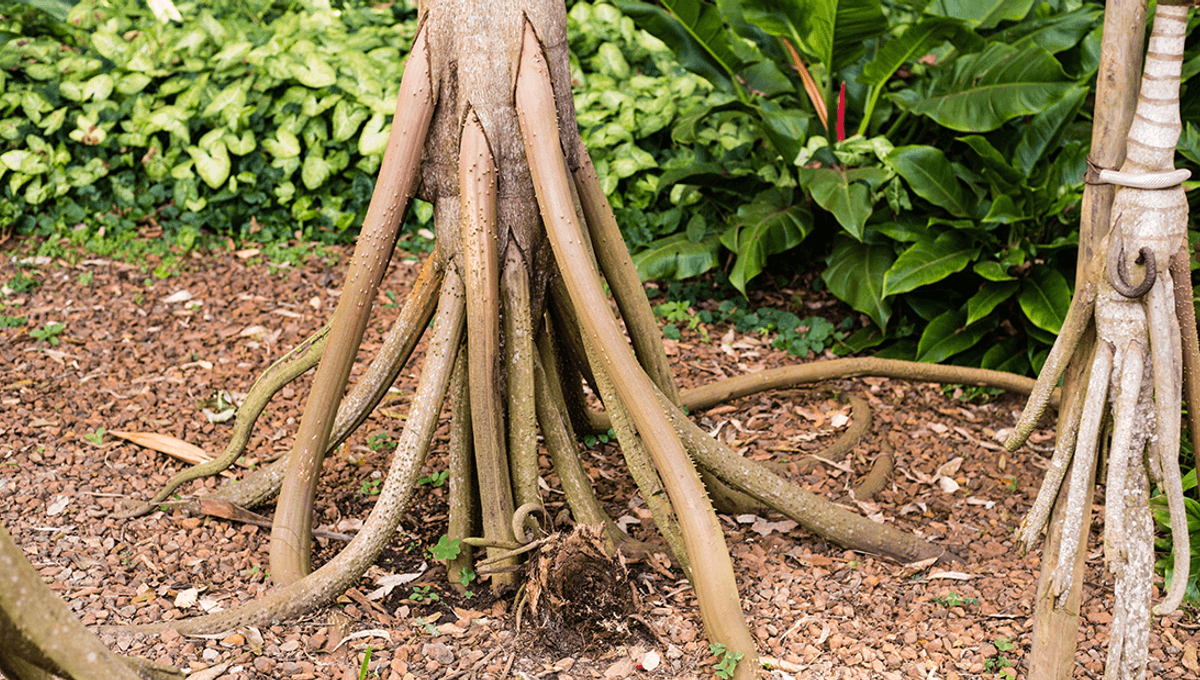 Socratea Exorrhiza: The Trees With Roots So Weird, Scientists Once Proposed That They Could 