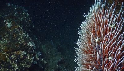 Giant Tube Worms Riftia pachyptila thriving at a deep-sea hydrothermal vent in the Mariana Trench 2025