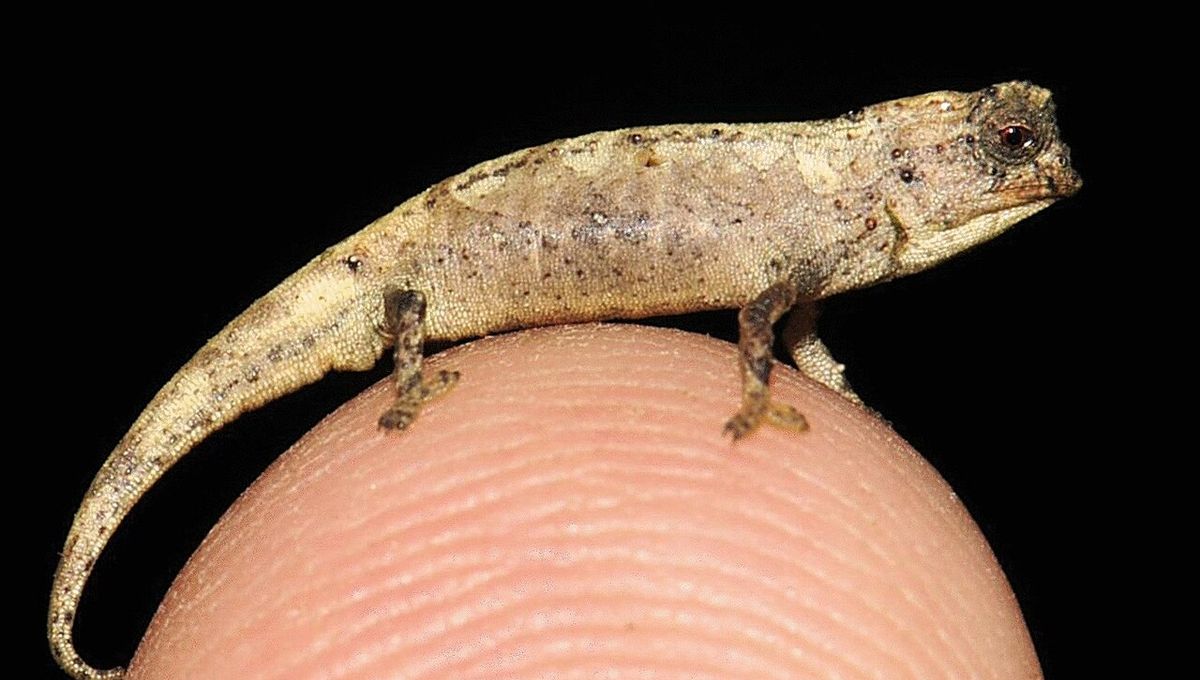 The World's Smallest Chameleon Can Sit On Your Fingertip, And It's