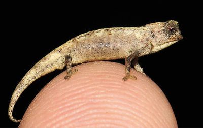 The males of Brookesia nana are packing surprisingly large genitals.