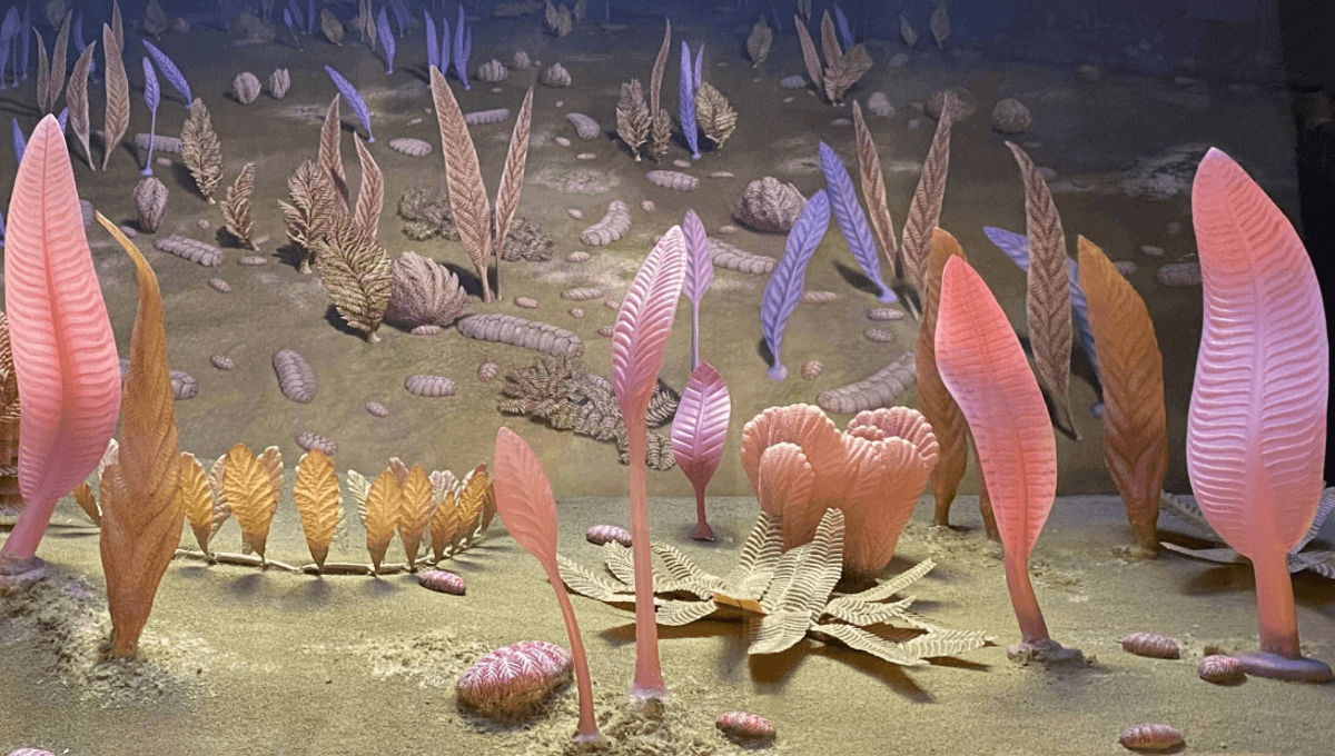 Ediacaran Oddballs: 570-Million-Year-Old Fossils Had Scientists Stumped, But We’ve Finally Figured Out What Makes Them So Weird