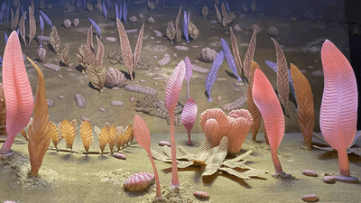 A diorama of the macroscopic organisms of the Avalon assemblage at the Smithsonian National Museum of Natural History, the oldest and earliest-known major phase of Ediacaran biota.