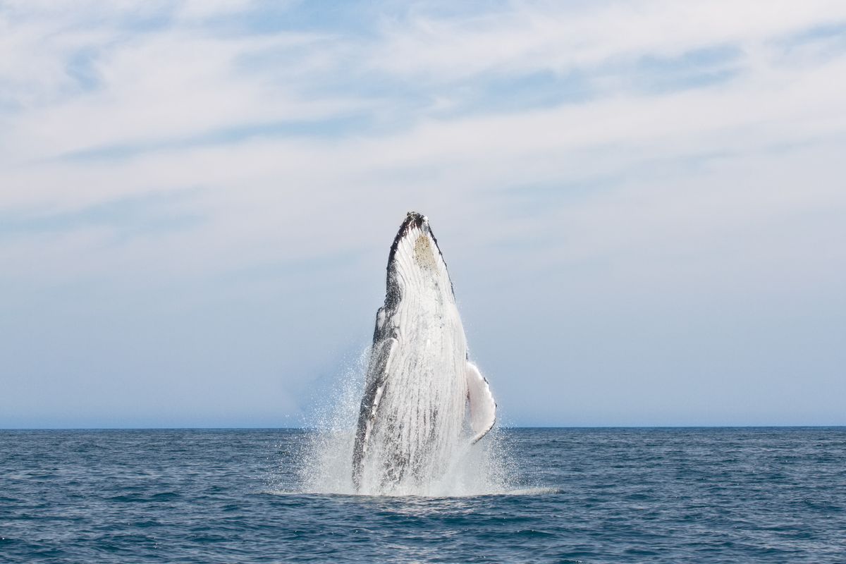 This Small Group Of Whales Only Live In One Place – Until Scientists Tagged Them And Found One Went Rogue On A 7,000-Kilometer Trip