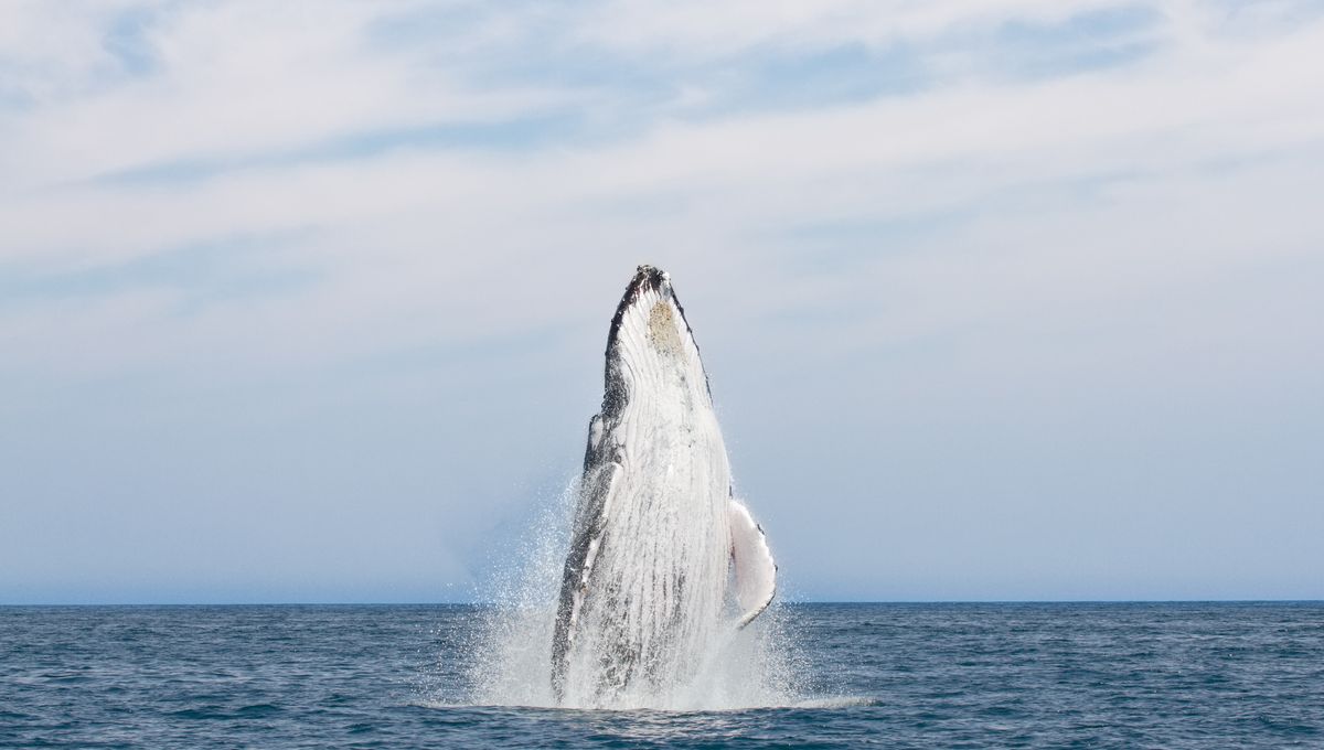This Small Group Of Unique Whales Has Only Lived In One Place For 70,000 Years – Until One Female Took An Unexpected 7,000-Kilometer Trip