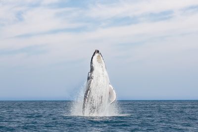 A photo showing one of the Arabian Humpback Whales breaching from the water. Most of its upper body has left the water and is heading directly up, revealing the animal's white underbelly.