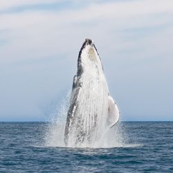 A photo showing one of the Arabian Humpback Whales breaching from the water. Most of its upper body has left the water and is heading directly up, revealing the animal's white underbelly. 