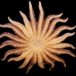 a sunflower sea star sprawled on a black background, it has 20 arms