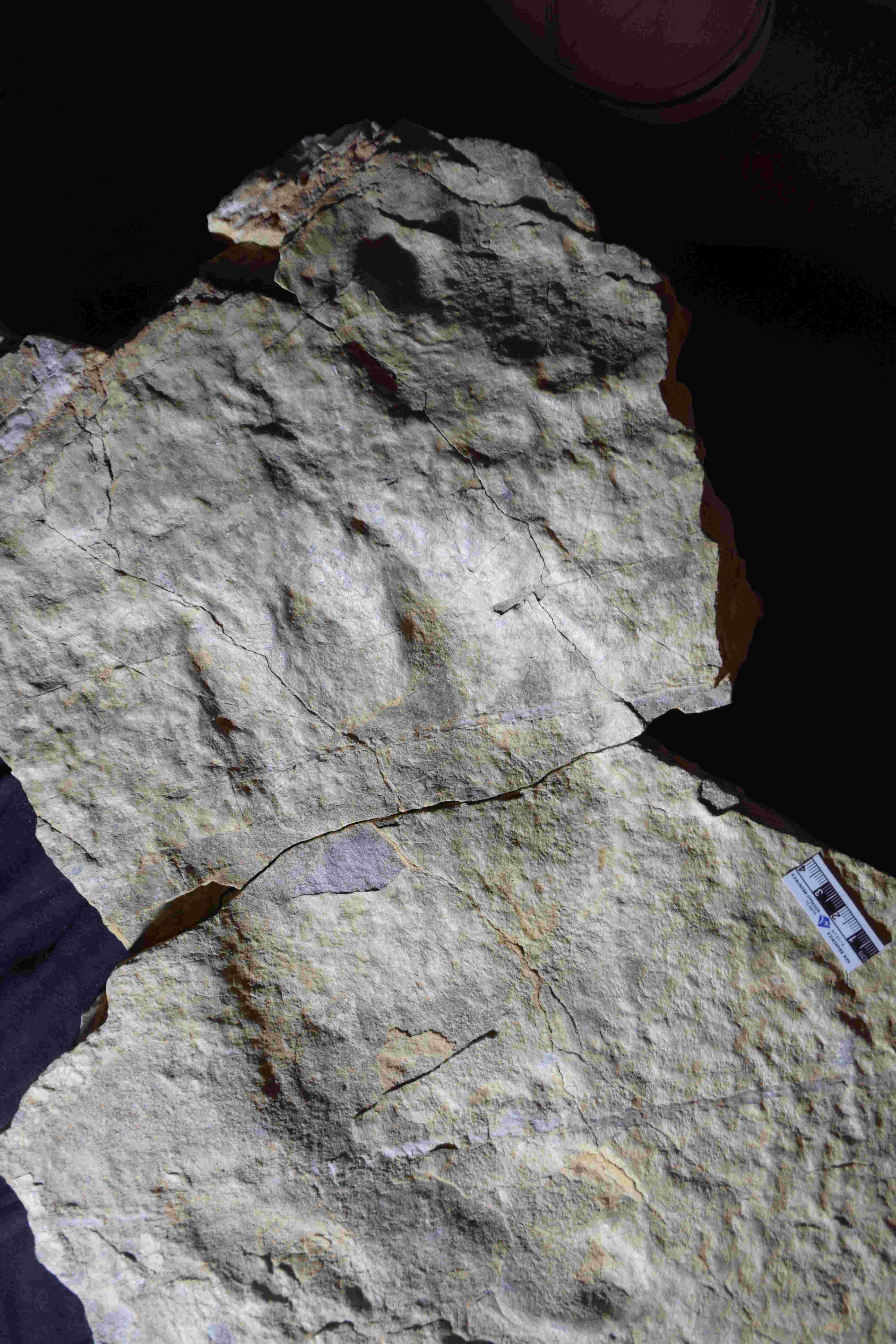 This print may not be quite as clear, but paleontologists have assigned it to the ichnospecies Eosauropus cimarronensis. This print may not be quite as clear, but paleontologists have assigned it to the ichnospecies Eosauropus cimarronensis.