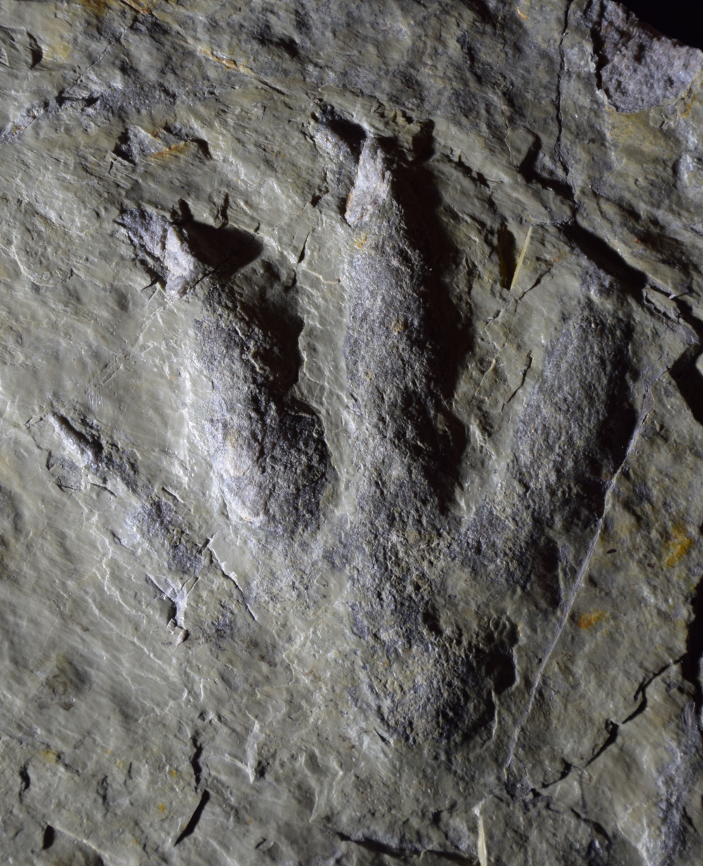 This print, ichnospecies Evazoum sirigui clearly shows the presence of four toes, identifying it as an early dinosaur, not an ancestor of modern crocodiles. This print, ichnospecies Evazoum sirigui clearly shows the presence of four toes, identifying it as an early dinosaur, not an ancestor of modern crocodiles.