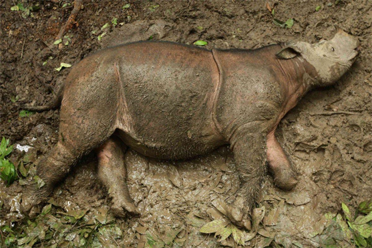 Ambitious Bornean And Sumatran Rhino IVF Plan Is The Last Hope For A Species On The Brink Of Extinction Despite The Risks