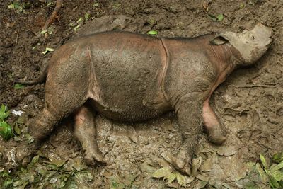 A Bornean rhino is photographed from above as it takes a mud bath lying on its side.