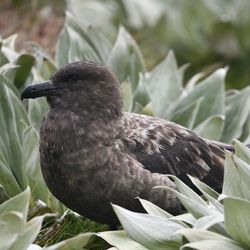 brown skua bird sitting among green leaves