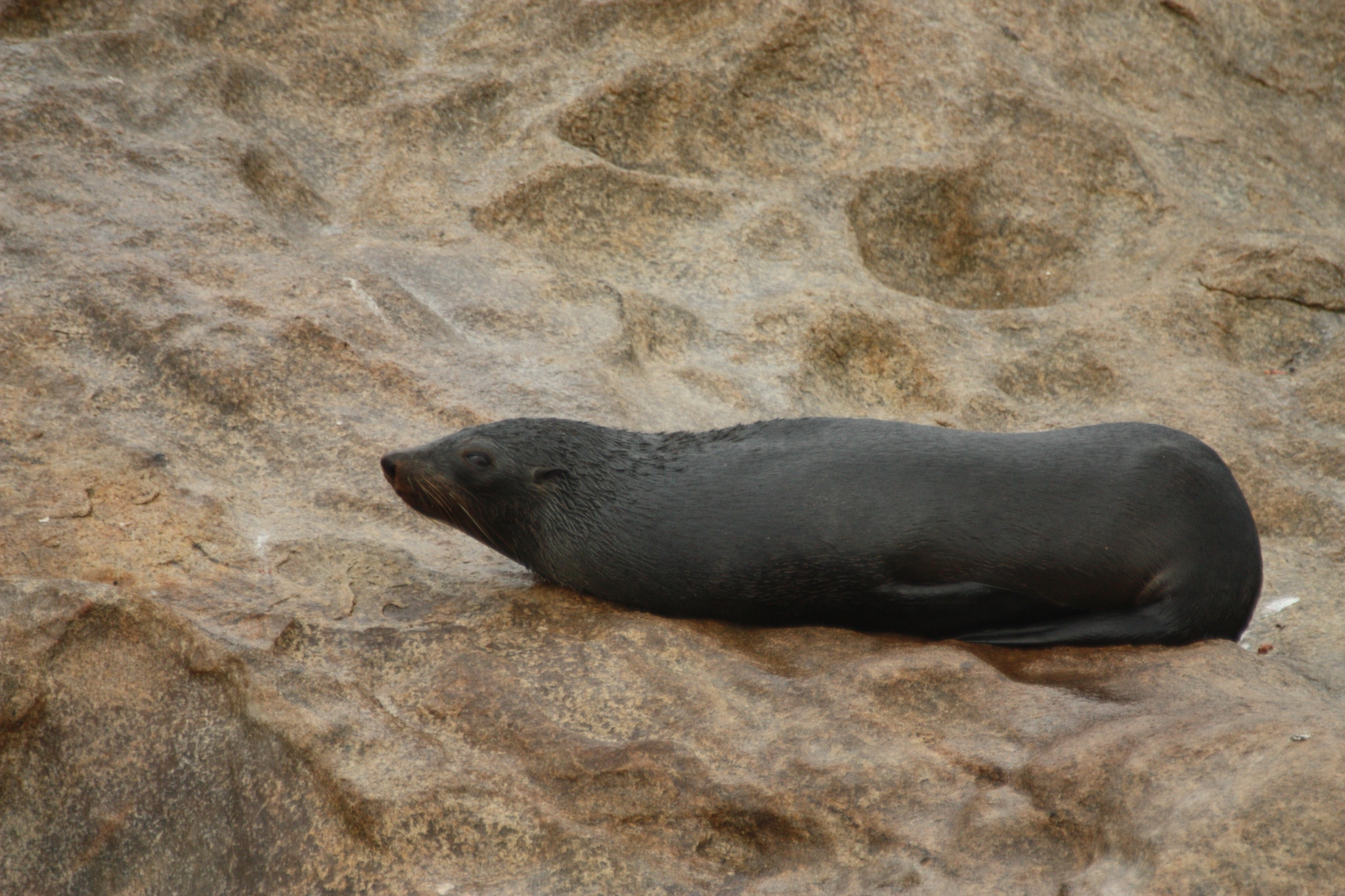 long-nosed fur seal on brown rocks facing towards the left long-nosed fur seal on brown rocks facing towards the left